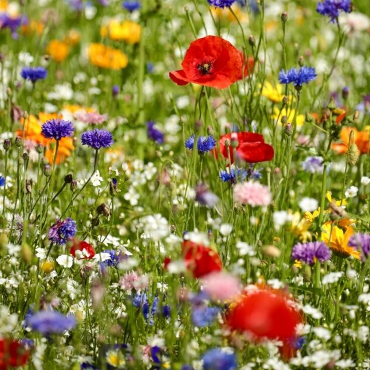 How and When to Sow Wildflowers? (Plants, Trees, & Flowers)