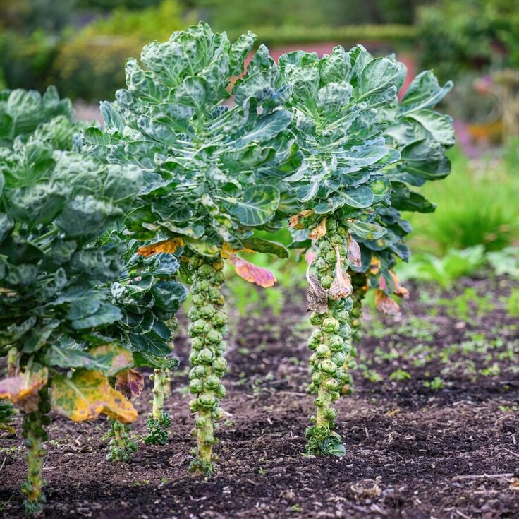 Growing Winter Vegetables in Your Garden: A Personal Guide