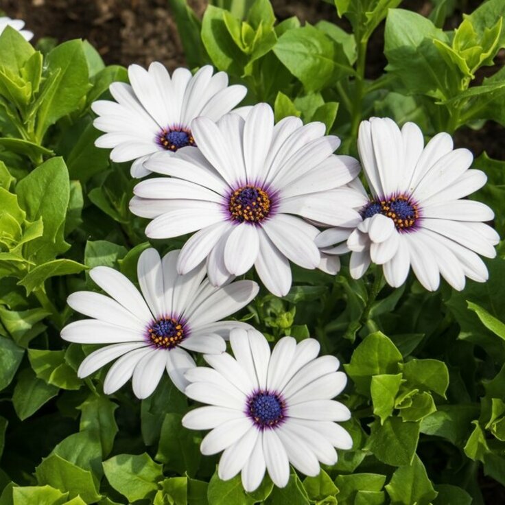 Take cuttings from osteospermums