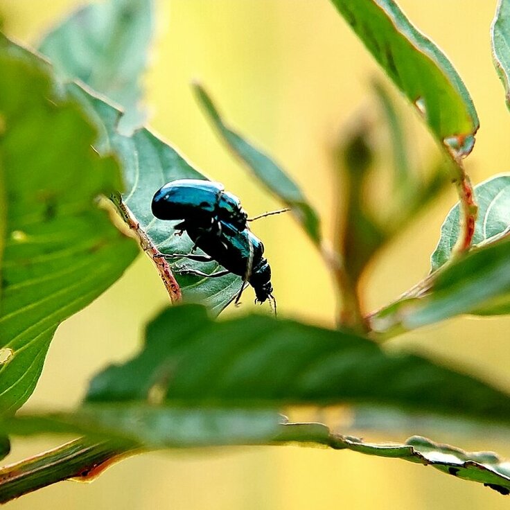Look out for blue mint beetle