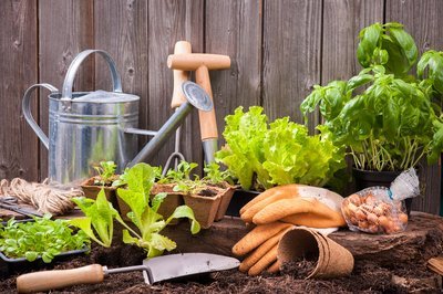 What to do in the Garden in August (Monthly Gardening Tips)