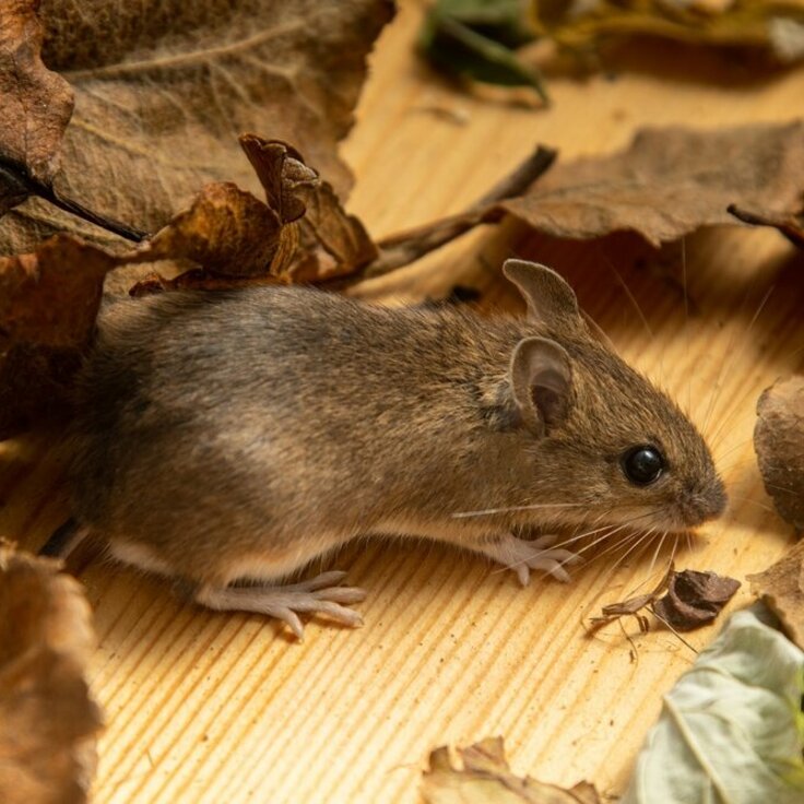 BLOG: Pest control