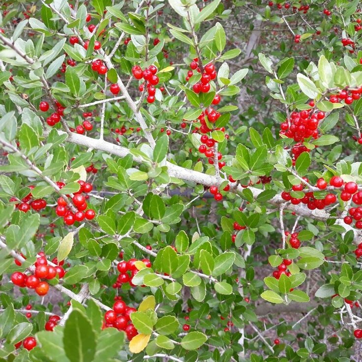 Plant of the Week;  Ilex (Holly)