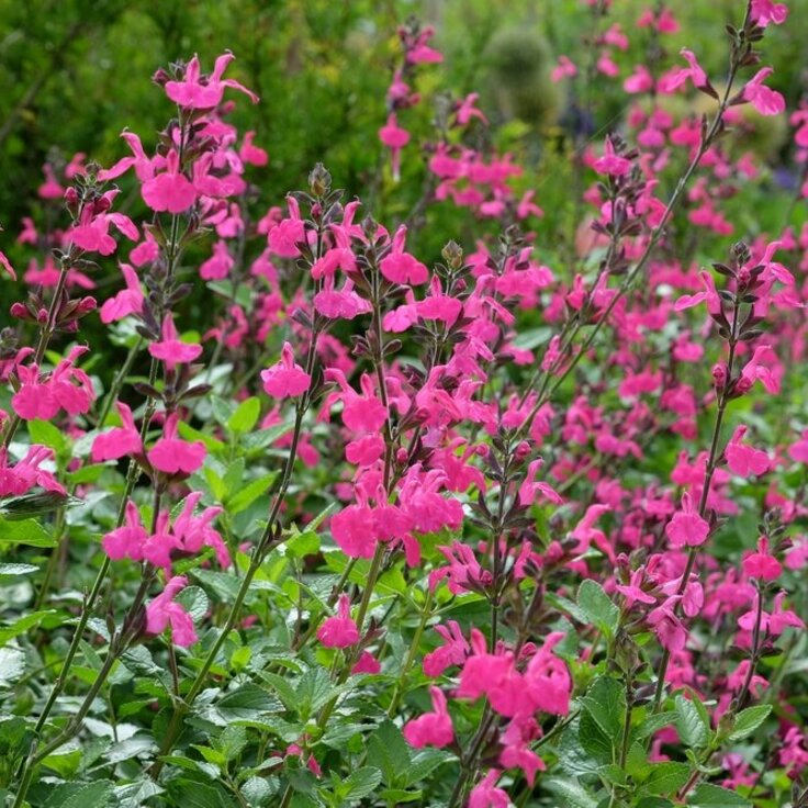 The plant of the month for July is the salvia