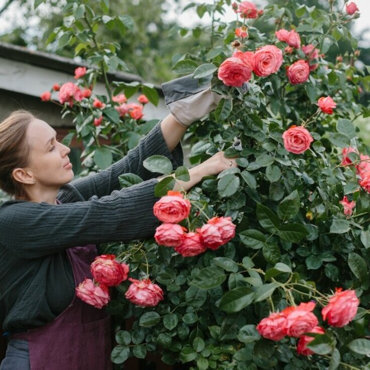 Six jobs to do with roses