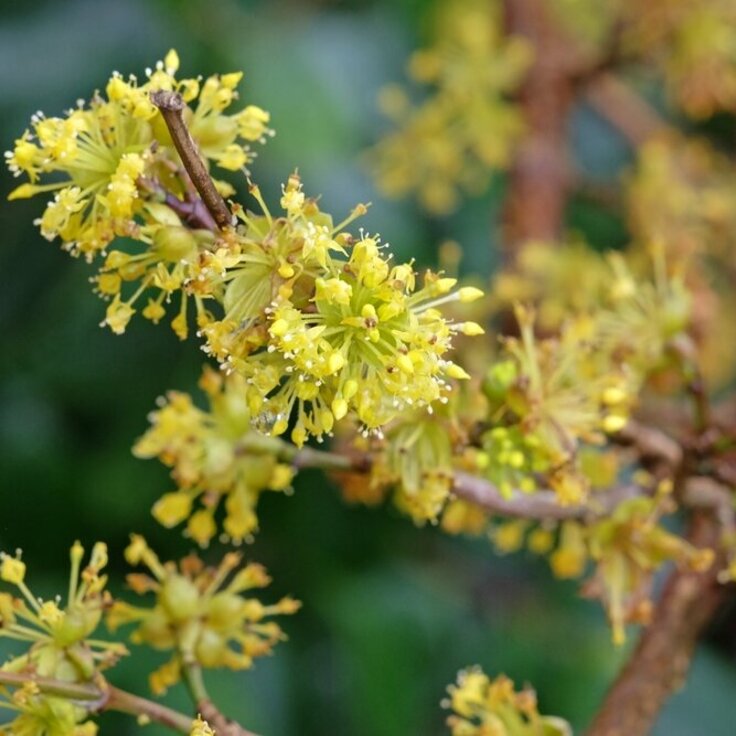 Plant of the Week; Cornus