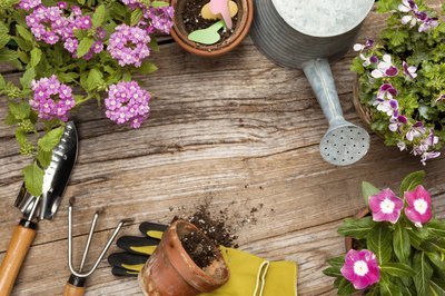 What to do in the Garden in July (Monthly Gardening Tips)