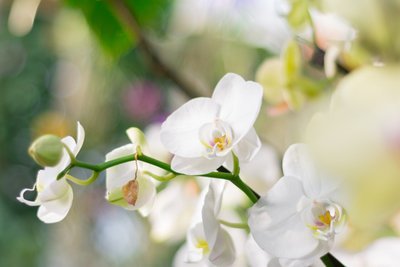 3 things keeping your Orchids from blooming