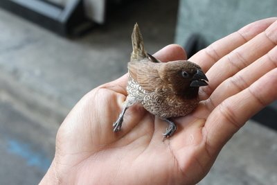 How to take good care of an injured bird? (Garden Wildlife)