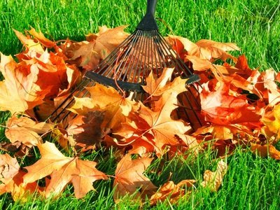 What to do in the garden in November (Monthly Gardening Tips)
