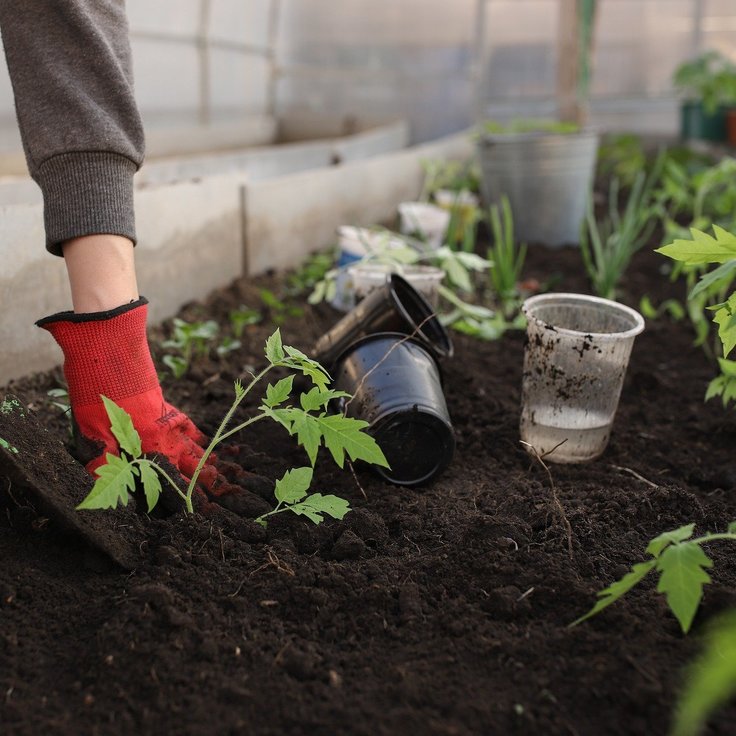 Learn How to Start Vegetable Gardening for Beginners (Gardening)