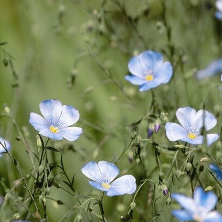 Discover the Top 5 Spring Blooms (Plants, Trees, & Flowers)