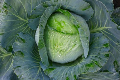Enjoy spring cabbage fresh from your garden (Kitchen Garden)