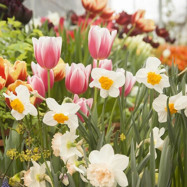 Planting Spring Flowering Bulbs in the UK: A Guide to Blooming Success