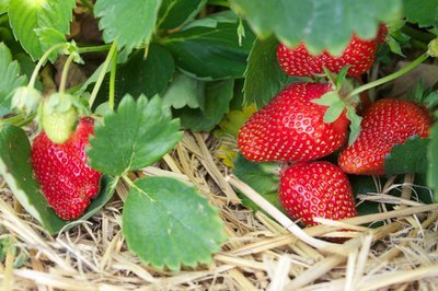 How to clean up your strawberry patch to improve harvest (Kitchen Garden)
