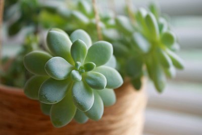 Why You Should Consider Planting Succulents