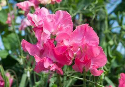 Growing sweet peas from seed