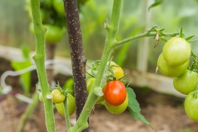 Here's what you need to know about planting tomatoes (Kitchen Garden)