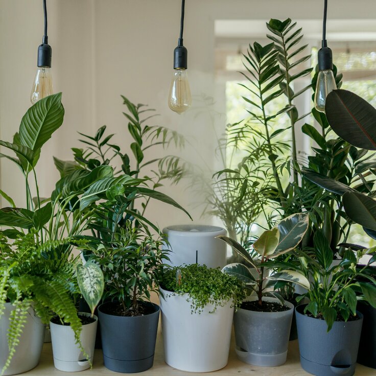 The Houseplants You Shouldn’t Keep if You Have Pets (Plants, Trees, & Flowers)