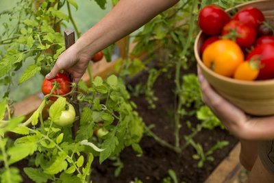 The benefits of growing your own food (Kitchen Garden)