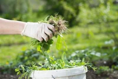 How to use weed as compost in your garden