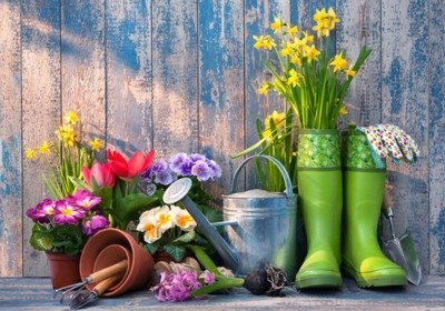 What to do in the garden in February (Monthly Gardening Tips)