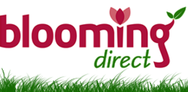 Logo Blooming Direct