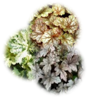 Logo Amman Valley Perennials