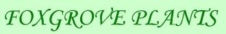 Logo Foxgrove Plants
