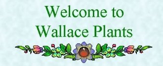 Logo Wallace Plants